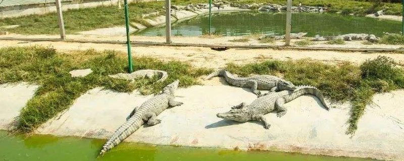 鳄鱼怎么养（梦幻鳄鱼怎么养）