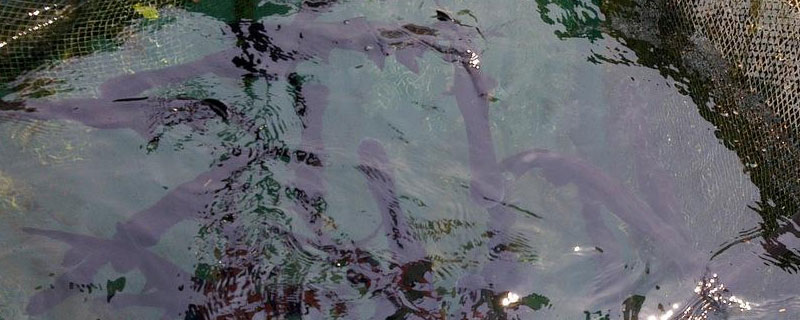 鸭嘴鱼好养吗 虎皮鸭嘴鱼好养吗