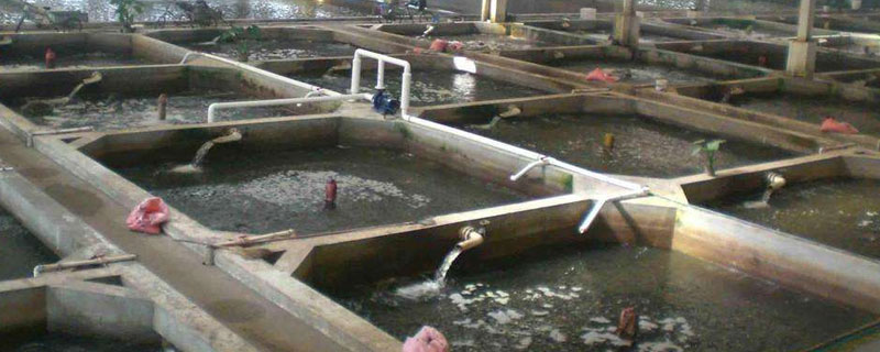 养泥鳅水深要多少（养泥鳅水位要多深最佳）