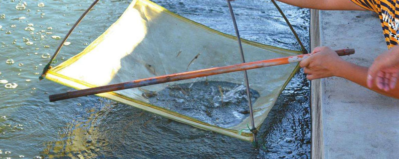 对虾养殖水质大全(对虾养殖对水质要求详细参数)