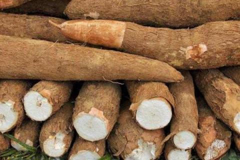 木薯变黑还能吃吗?变黑的原因是什么?