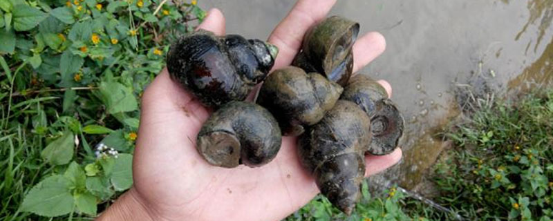 在家怎样饲养田螺(家里养田螺怎么养)