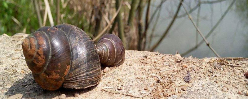 田螺吃水草吗(吃草的田螺叫什么田螺)