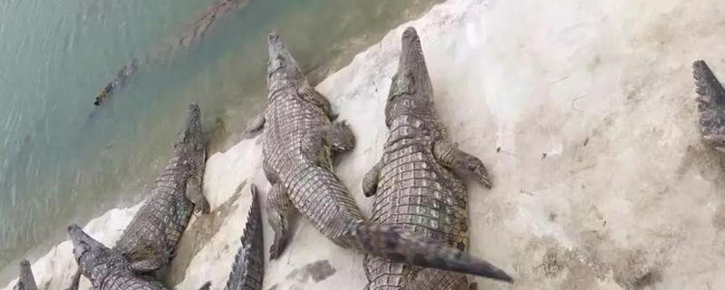 鳄鱼养殖周期 鳄鱼养殖周期多长时间