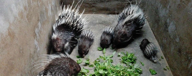 那里有豪猪苗买（我想买豪猪种苗到哪里买）