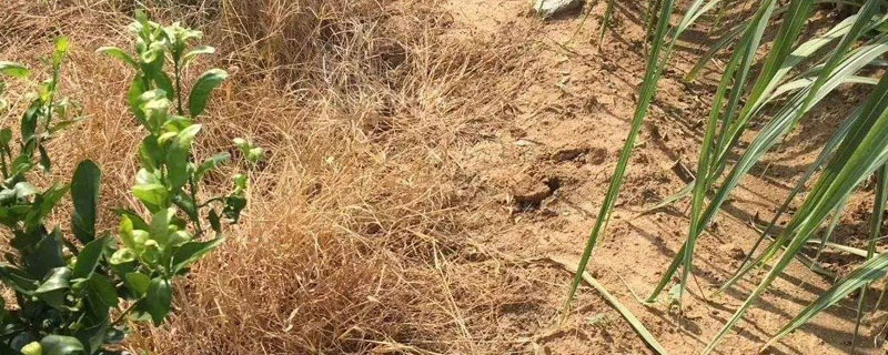 草甘膦与草铵膦的区别（草甘膦和草铵膦的区别）