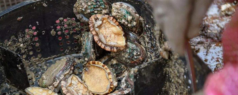 鲍鱼养殖多久能收获 鲍鱼要养殖多久才可以卖