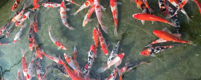 养锦鲤的水温(养锦鲤的水温多少合适)