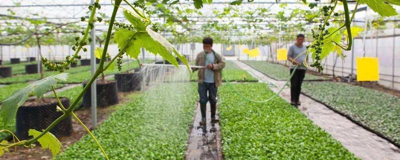 农业种植好项目 农业种植好项目农业加工