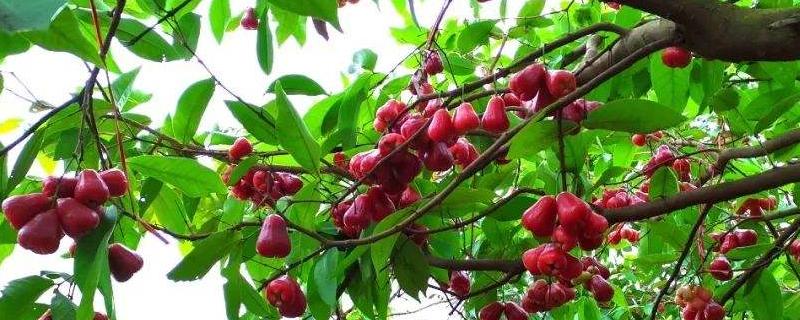 现在有什么新款的水果树苗 最新品种水果树苗都有哪些