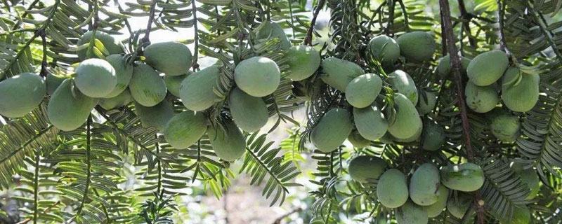 经济作物种植项目 经济作物种植项目简介