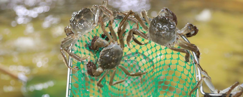 河蟹吃什么食物（河蟹吃什么食物怎么养）