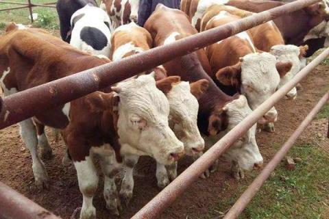养肉牛的利润与成本是多少?附养殖利润分析