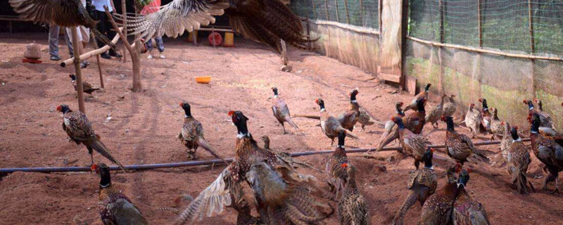 适合农村的养殖项目(适合在农村养殖的项目)