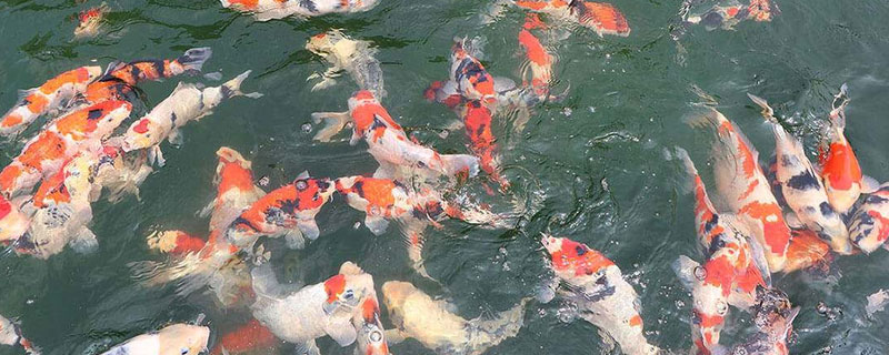 锦鲤养殖密度（锦鲤养殖密度表）