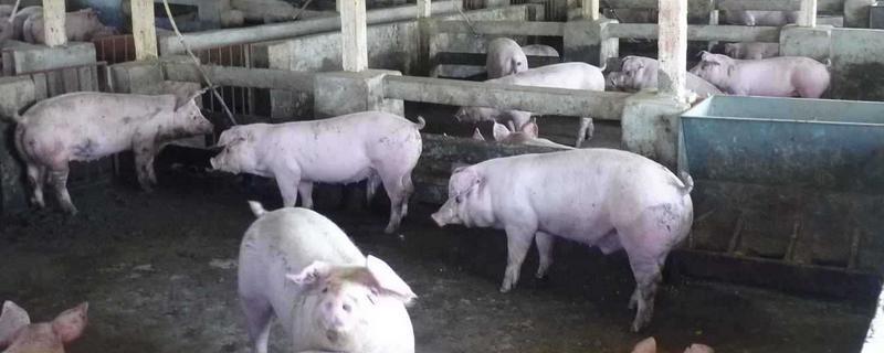 猪出栏什么意思 猪出栏是什么