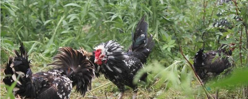 贵妃鸡适合散养吗（贵妃鸡要养多长时间）