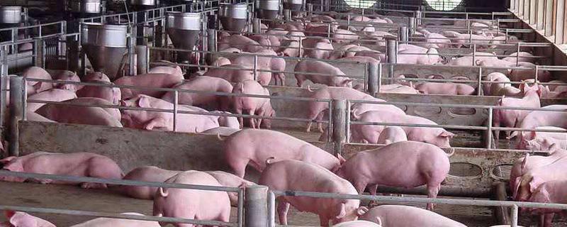 冬季养猪注意事项 冬天养猪需要注意哪些事项