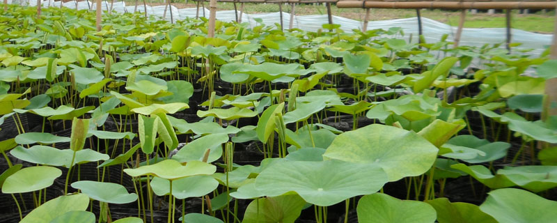荷花种苗是什么 荷花苗种植方法和时间