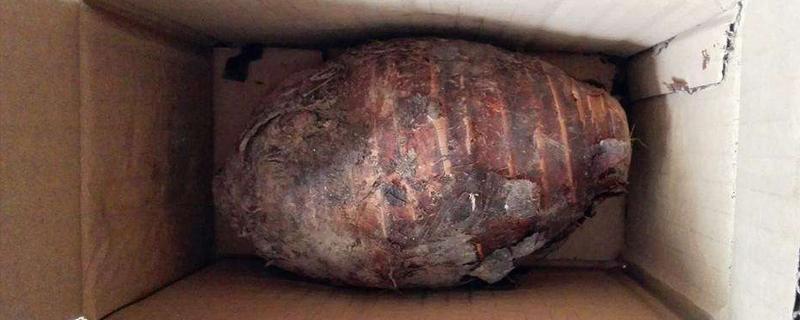 魔芋和荔蒲芋头的区别 蒲荔芋头和普通芋头