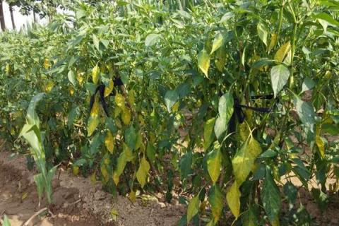 辣椒浇水时间,早上和晚上什么时候浇水好