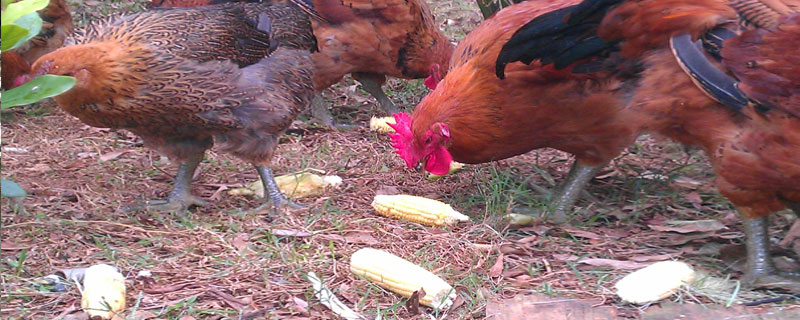 玉米鸡是什么意思（玉米鸡吃吗）