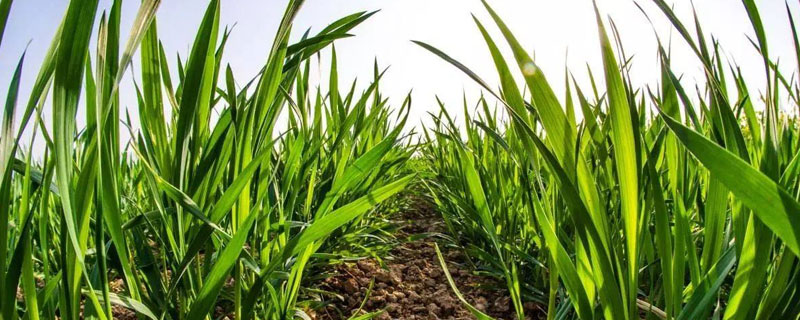 小麦返青期时间 冬小麦返青期是什么时候