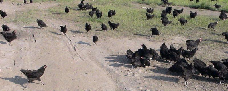 狼山鸡养殖技术(狼山鸡种蛋)