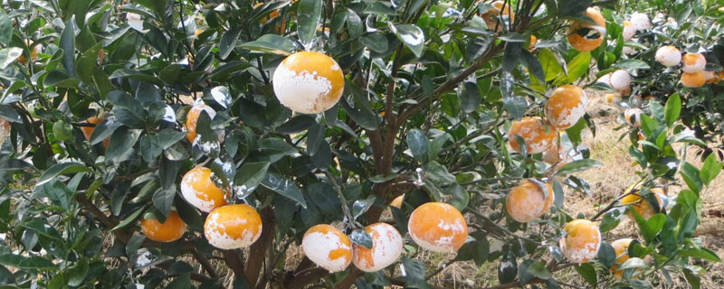 茂谷柑什么时候上市 茂谷柑几月份成熟上市