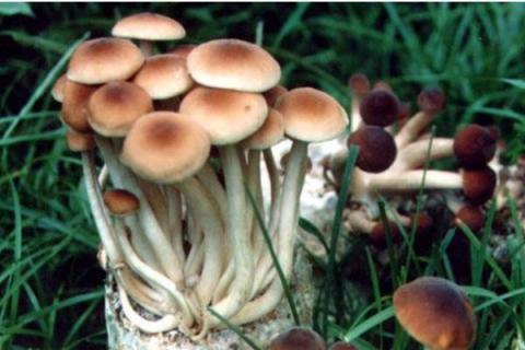 新鲜杨树菇怎么保存 怎么制作杨树菇干