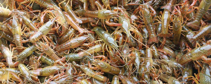 龙虾苗哪里有批发（龙虾种苗批发求购）