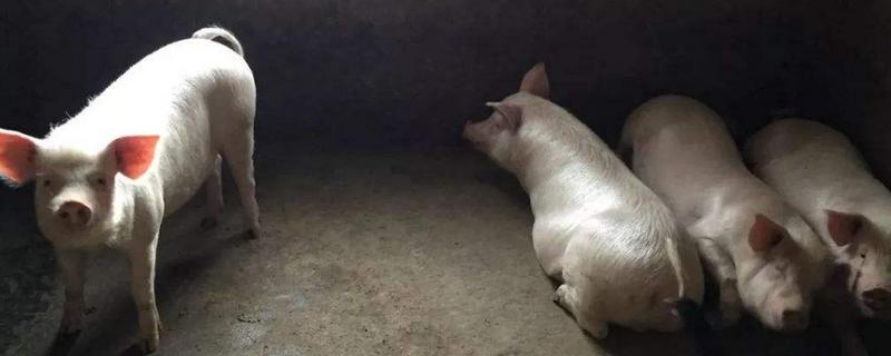 土猪喂什么 土猪喂什么饲料好