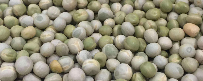 雪豆是荷兰豆吗 荷兰豆是不是豆类