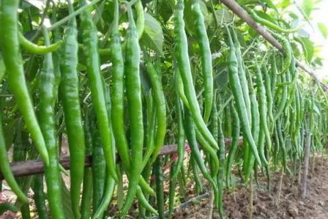 辣椒浇水时间,早上和晚上什么时候浇水好