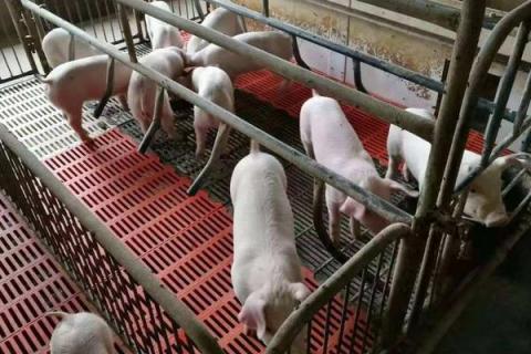 什么时间喂猪比较好，掌握正确喂猪时间