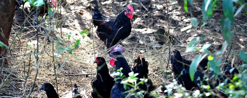 矮脚鸡养殖技术(矮脚鸡饲养)