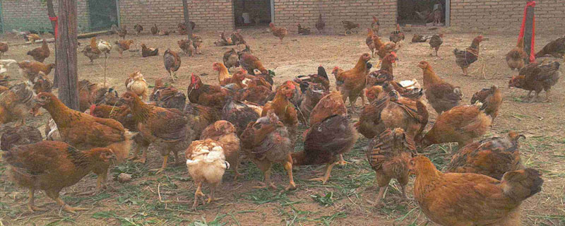 麻鸡能长多少斤 麻鸡能长多重