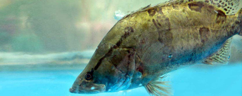 鳜鱼冬天好养吗?越冬前要减小养殖密度,建造越冬池