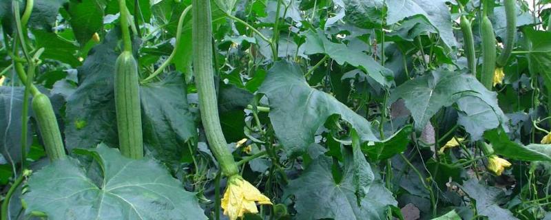 盆栽怎样种植丝瓜更高产结的更多 盆栽丝瓜怎么种