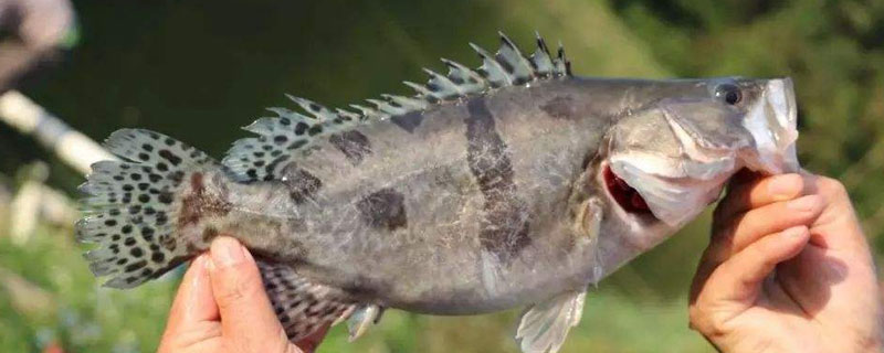 鳜鱼是淡水鱼还是海鱼 鳜鱼是淡水鱼还是海水鱼?