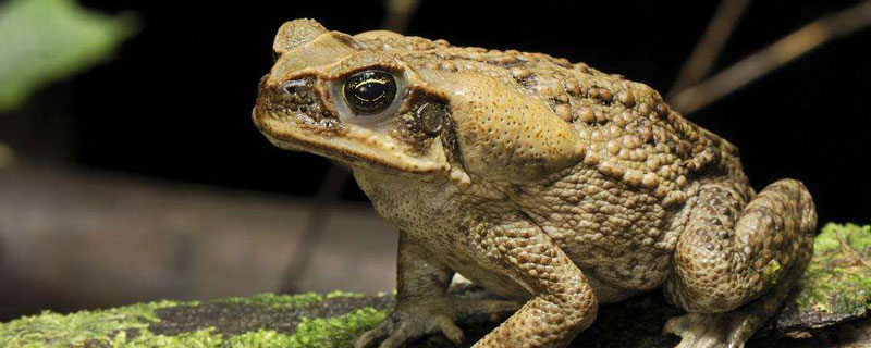 蟾蜍是什么动物 蟾蜍是什么动物能有什么作用