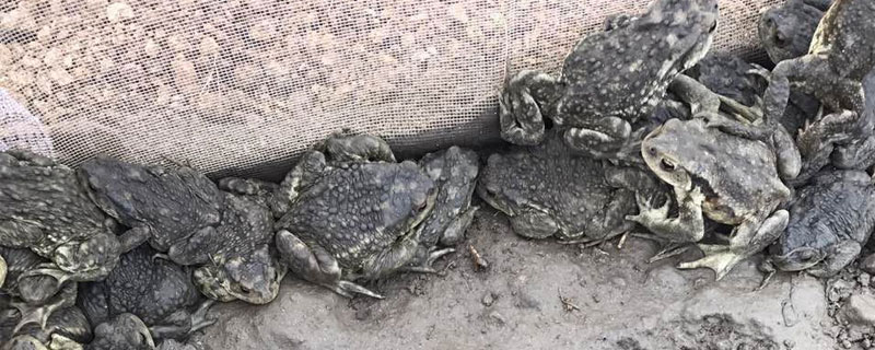 蟾蜍养殖是不是骗局 蟾蜍养殖是骗局吗