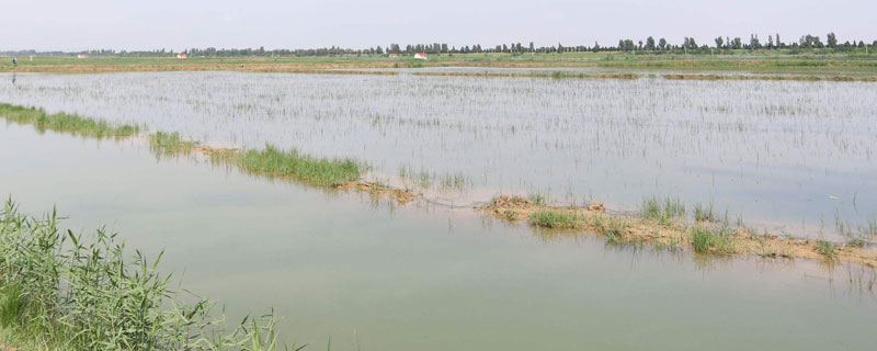 淡水虾的养殖技术 淡水虾养殖方法