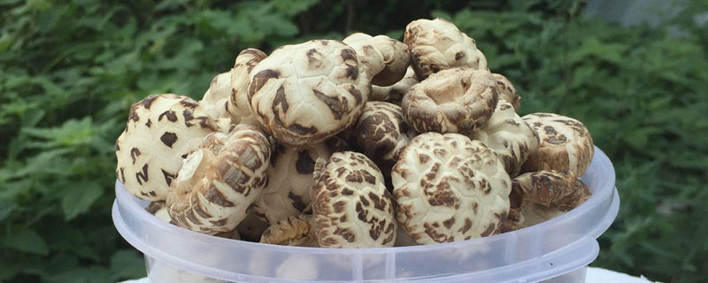 花菇和香菇的区别是什么 花菇和香菇的区别是什么意思