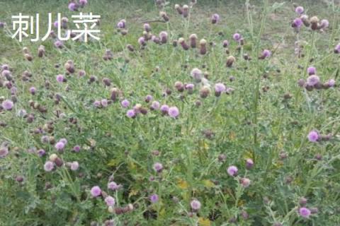 刺儿菜和蒲公英的区别是什么 刺儿菜又叫什么