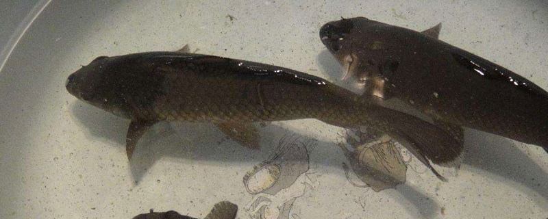 养鲫鱼喂什么长的快 养鲫鱼喂什么长得快