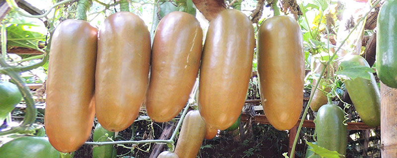 香如蜜适合哪里种植 香如蜜种几个月成熟