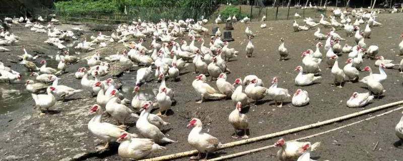 鸭子吃饲料还是玉米好 鸭子喂饲料好还是玉米好