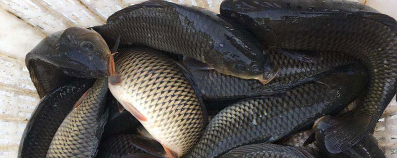 养青鱼一亩产量多少?提高产量需注意投放密度及科学管理