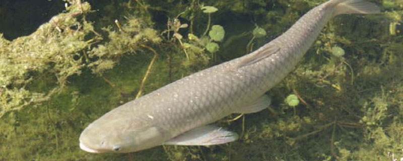 养草鱼水深多少为宜 草鱼对水深的要求